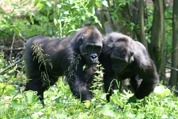Gorilla Zoo Schmiding